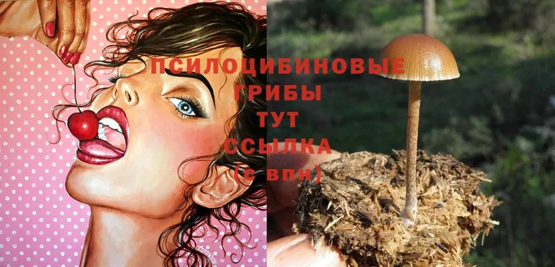 где найти   Белореченск  Галлюциногенные грибы Psilocybe 